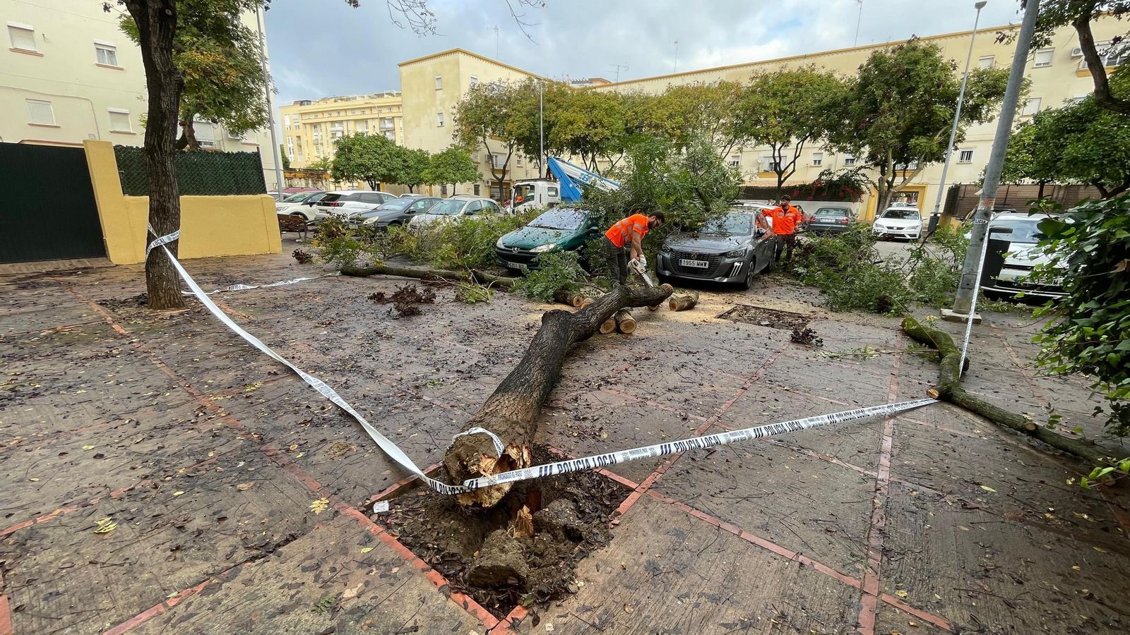 Un árbol de grandes dimensiones cae sobre dos vehículos en La Constancia Un árbol de grandes dimensiones cae sobre dos vehículos en La Constancia