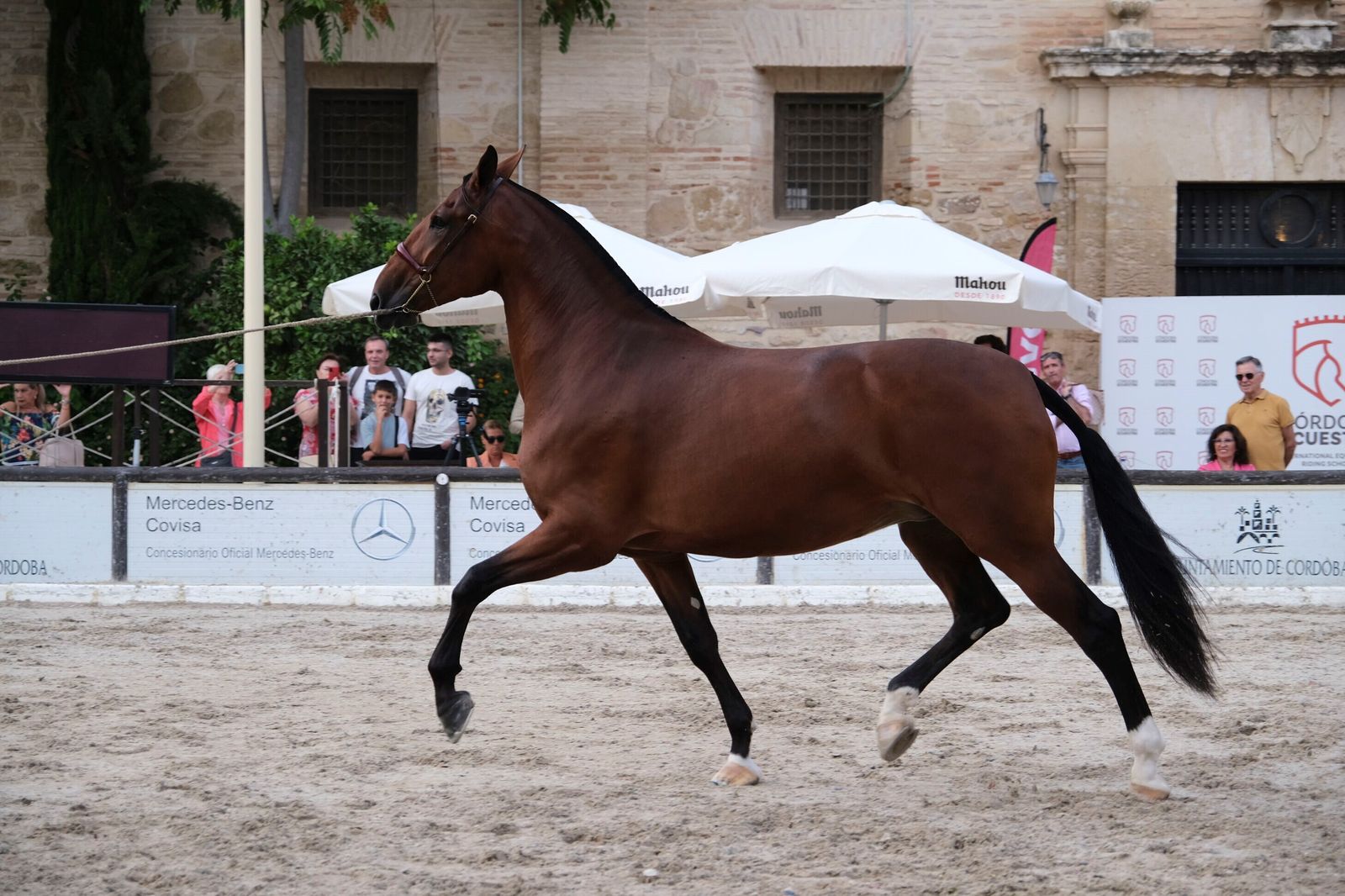 La Feria del Caballo de Córdoba (Cabalcor) 2023, en imágenes.