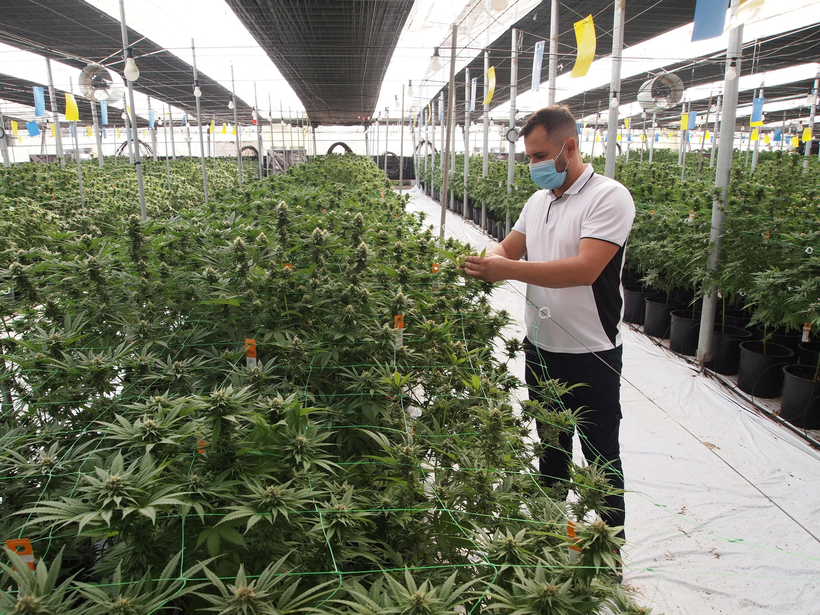 Viaje al interior de los invernaderos de última generación para el cultivo del cáñamo