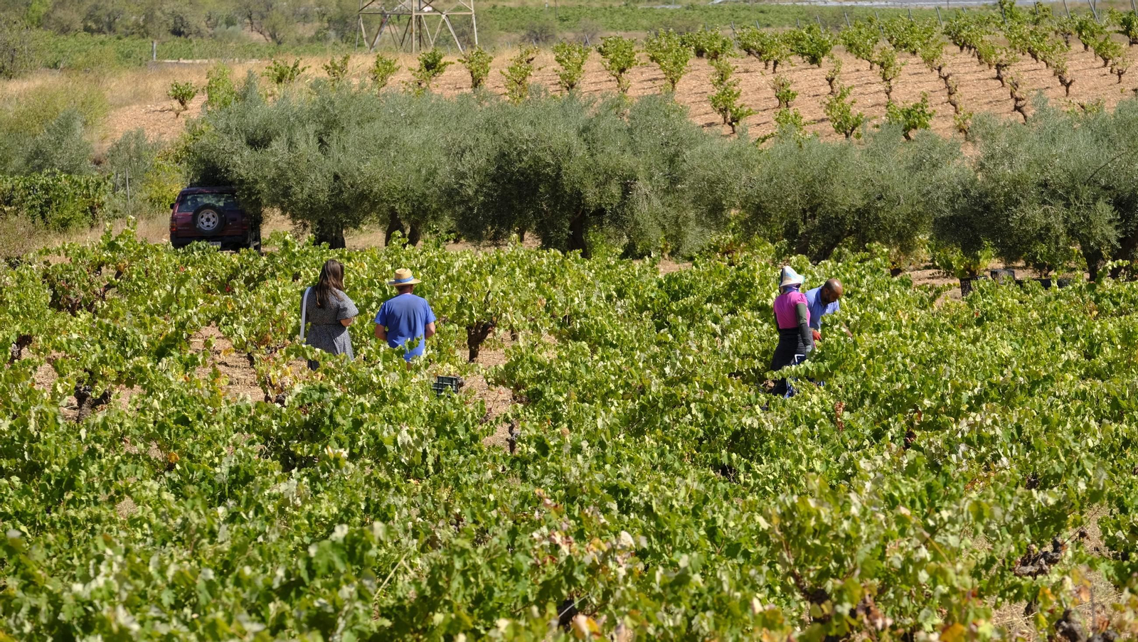 La vendimia en la Bodega Cortijo del Cura de Laujar, en imágenes