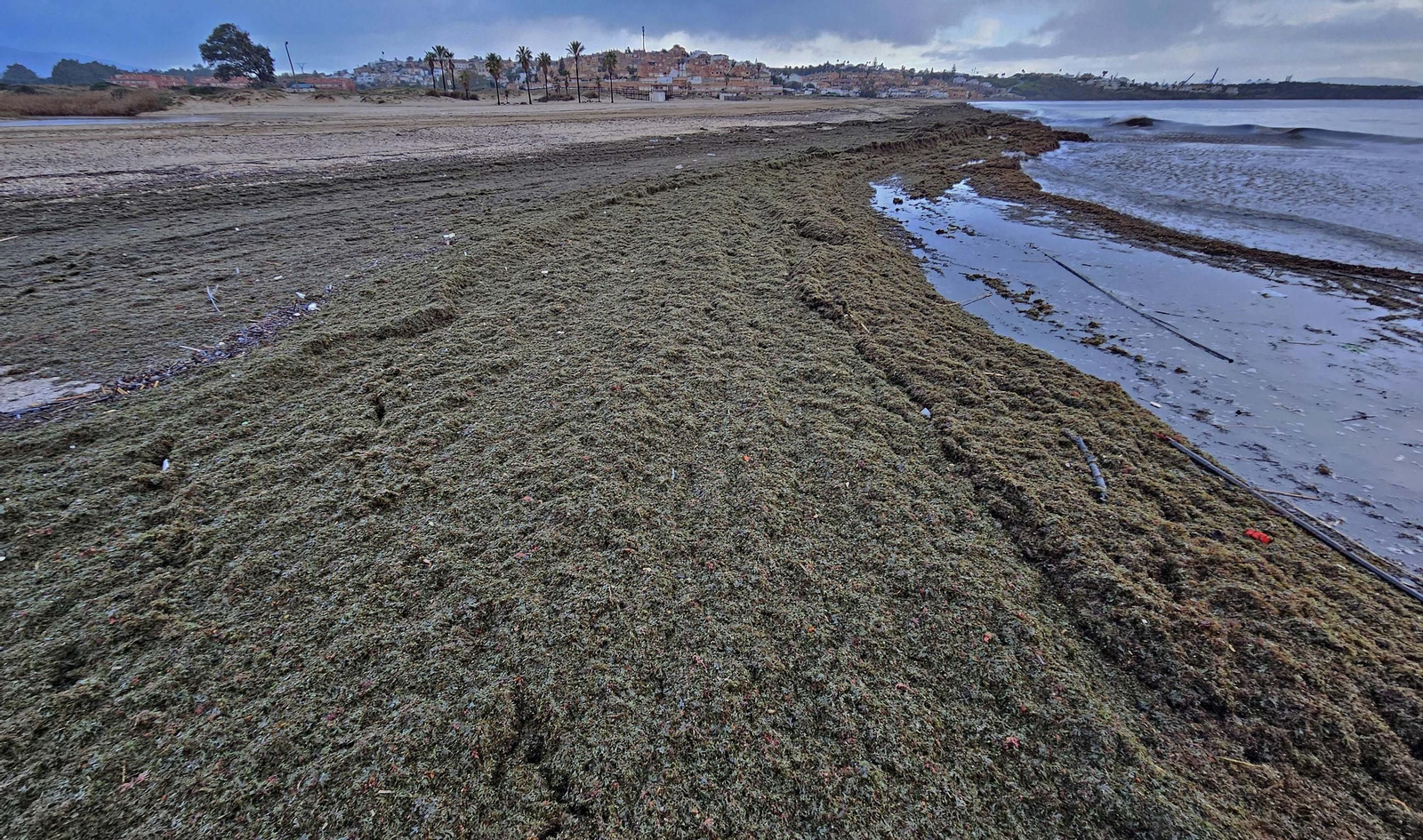Fotos del nuevo arribazón de alga invasora en la playa de Getares en Algeciras