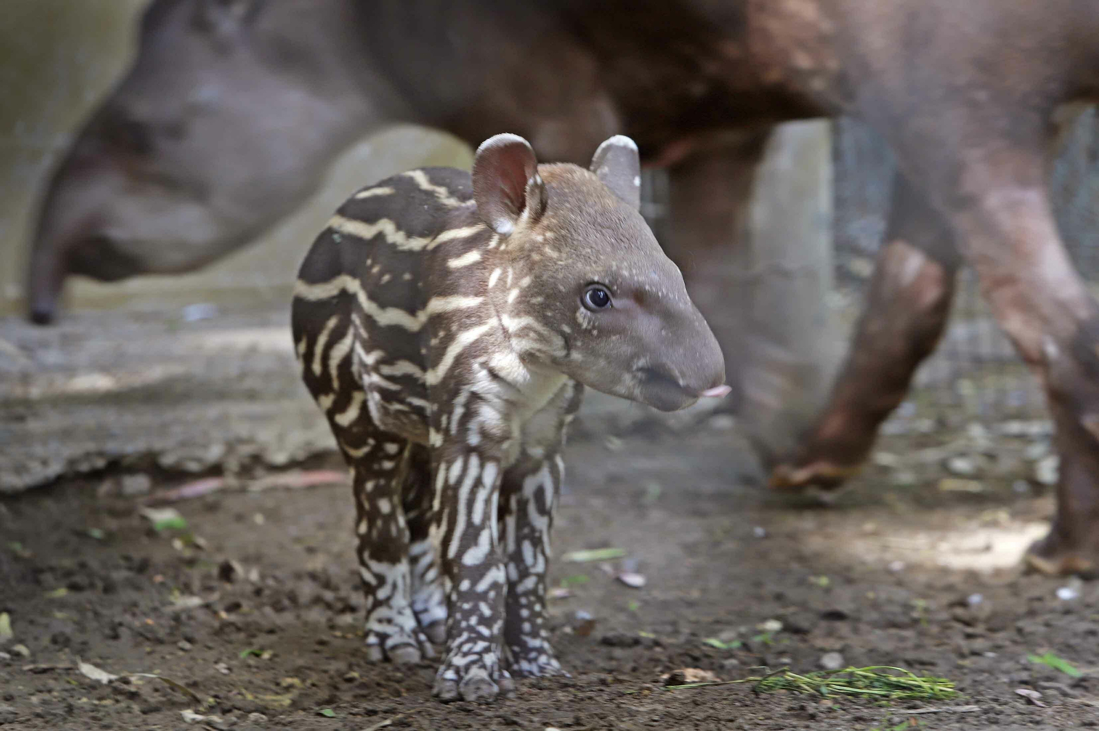 Los bebés del Zoobotánico de Jerez