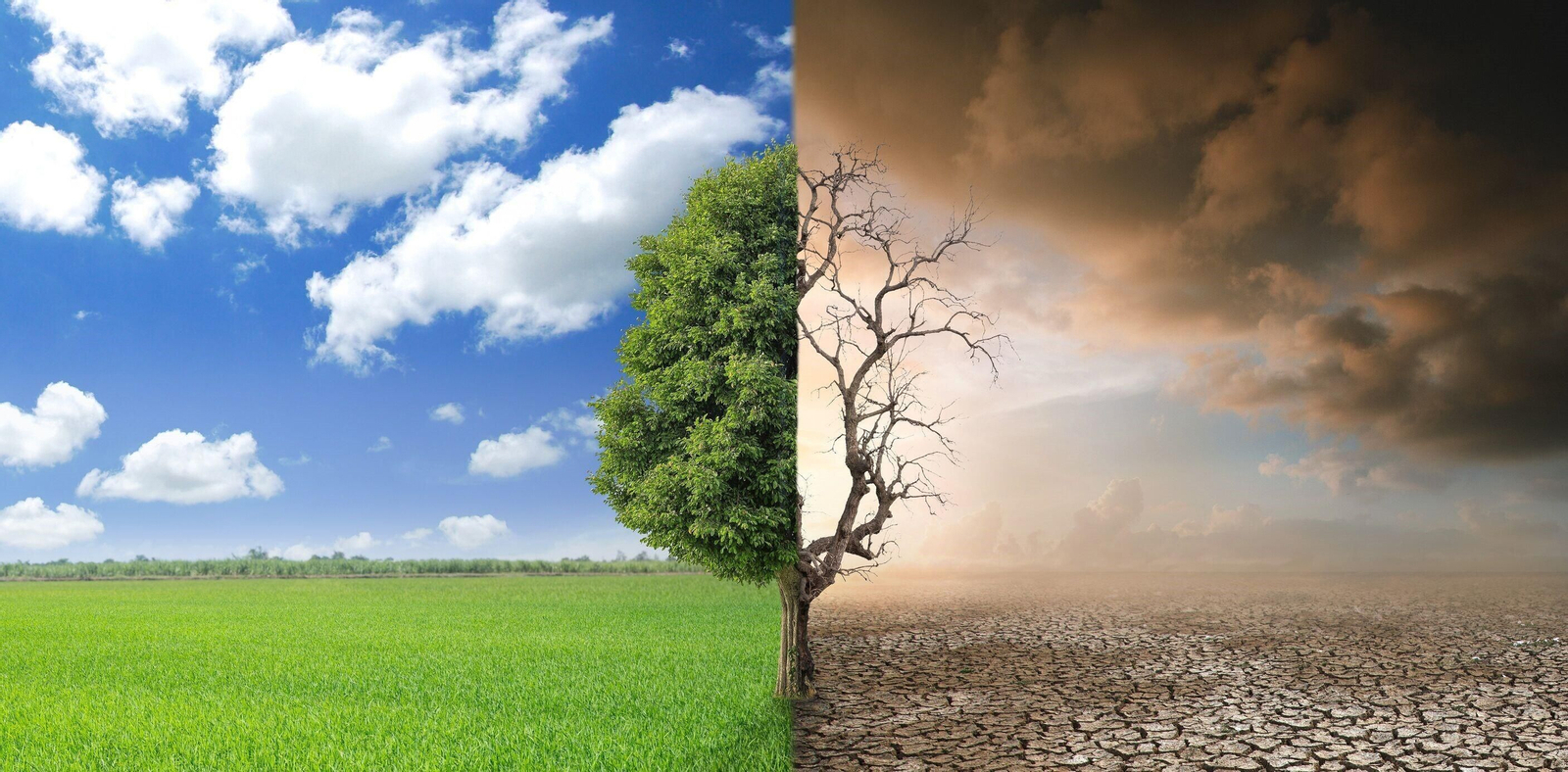 Feragua estima pérdidas en la agricultura andaluza de hasta 3.000 millones debido a la sequía.