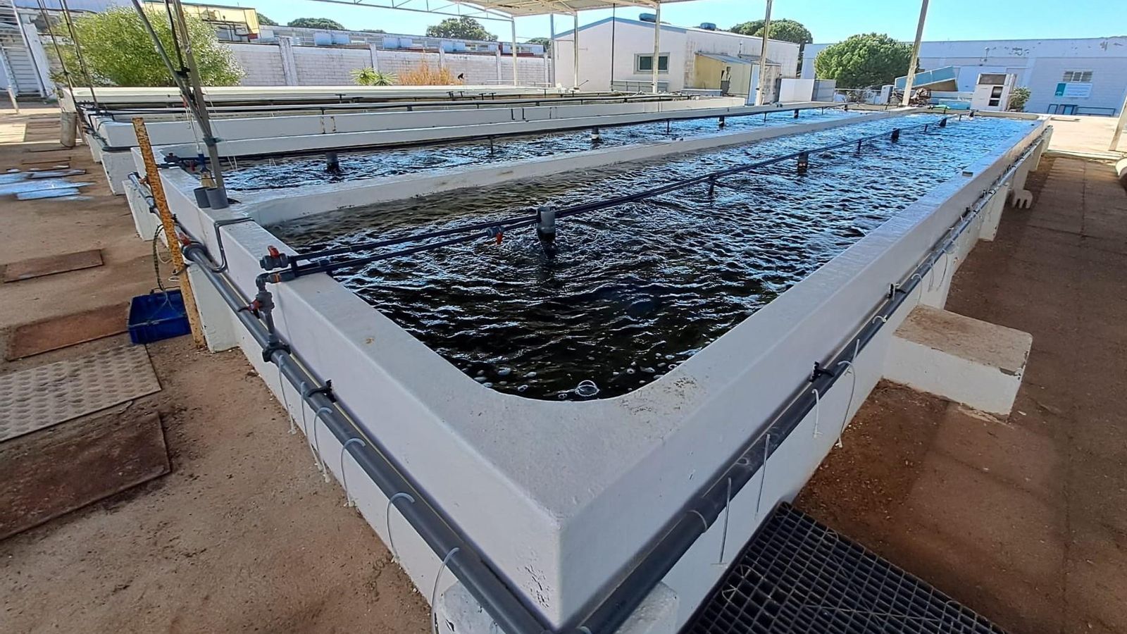 Instalaciones de engorde y mantenimiento de ejemplares adultos en el centro Ifapa.