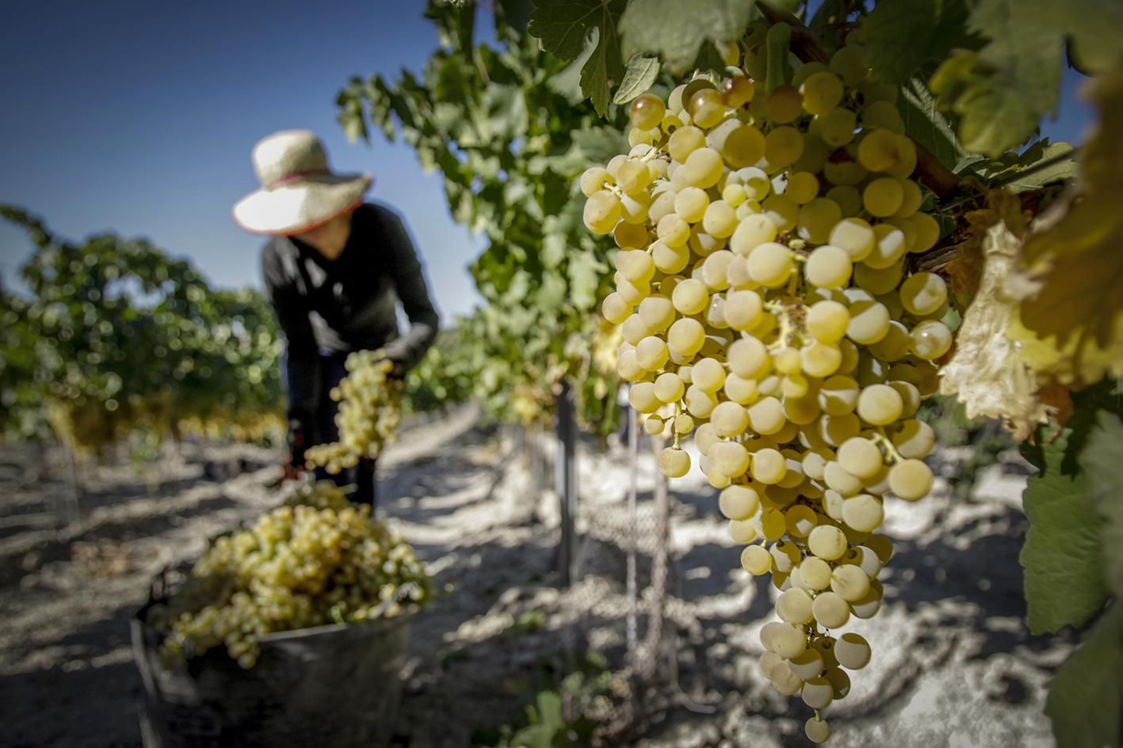 Racimos de uvas, el principio de todo