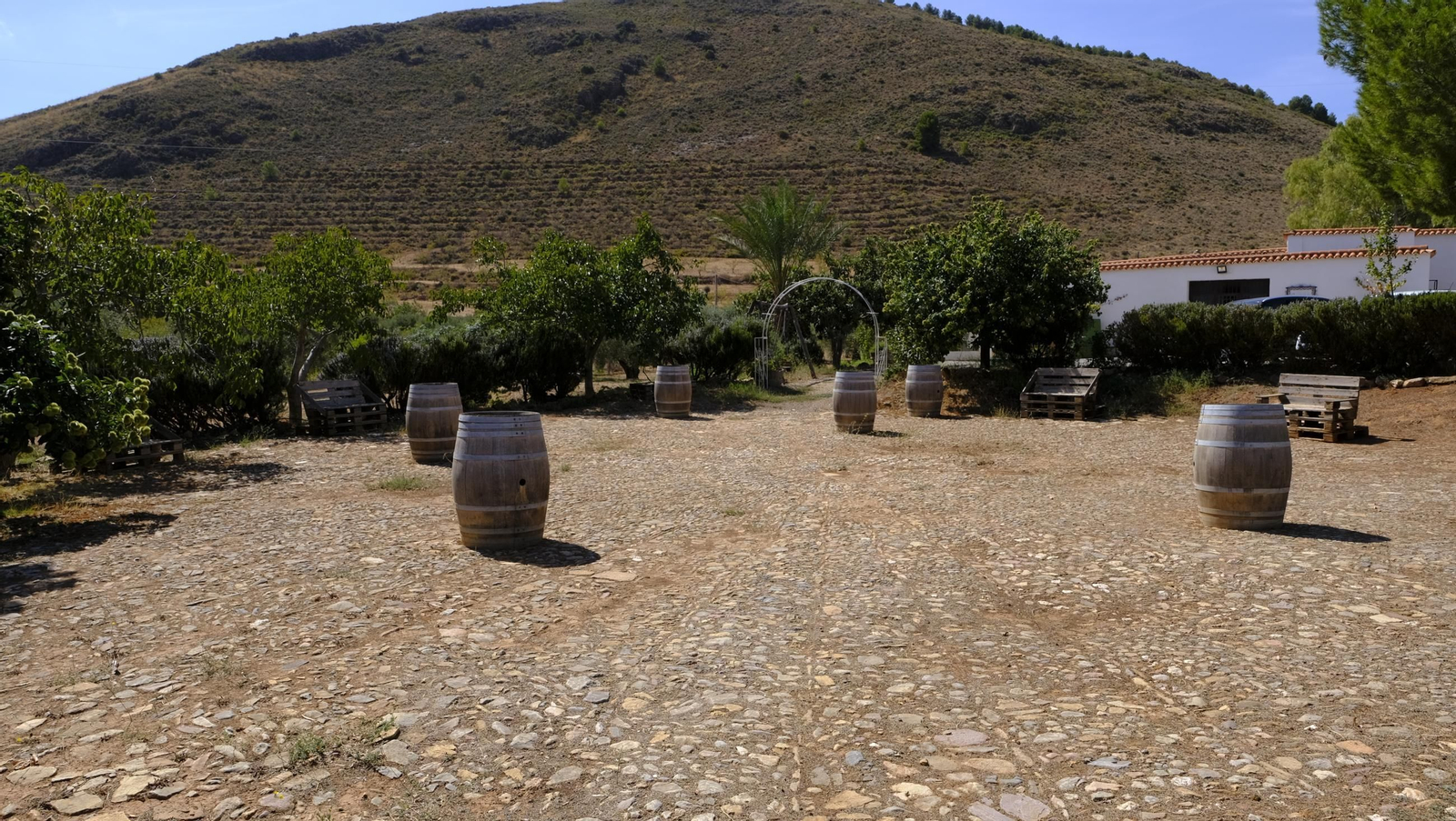La vendimia en la Bodega Cortijo del Cura de Laujar, en imágenes