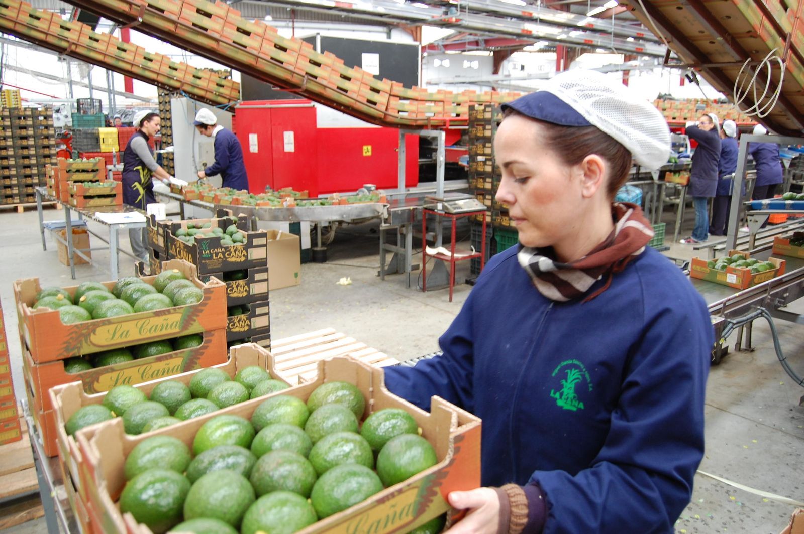 El sector de la chirimoya de Granada, amenazado de "ruina" por el coronavirus