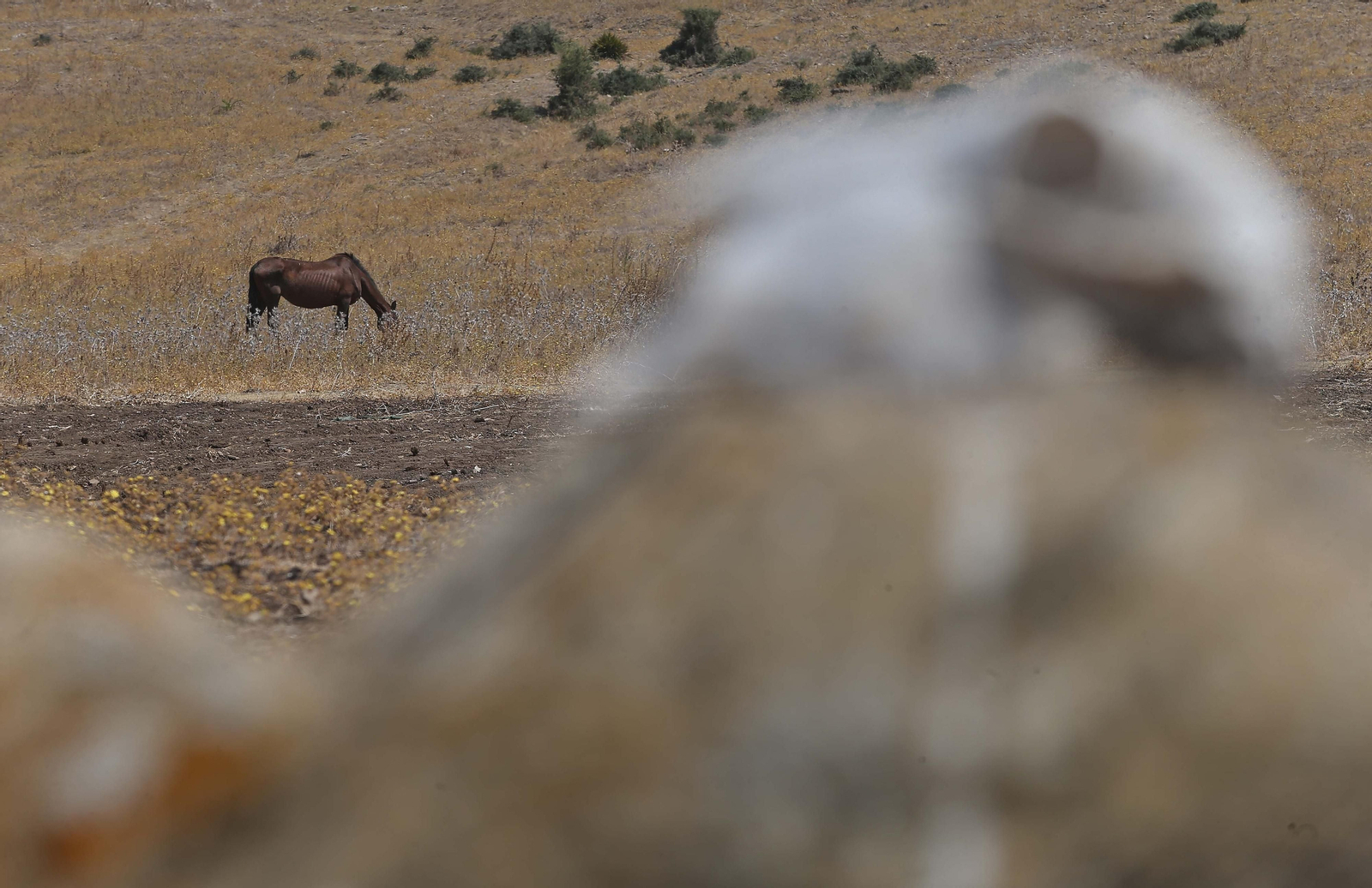 El cementerio ilegal de caballos de Algeciras, en imágenes