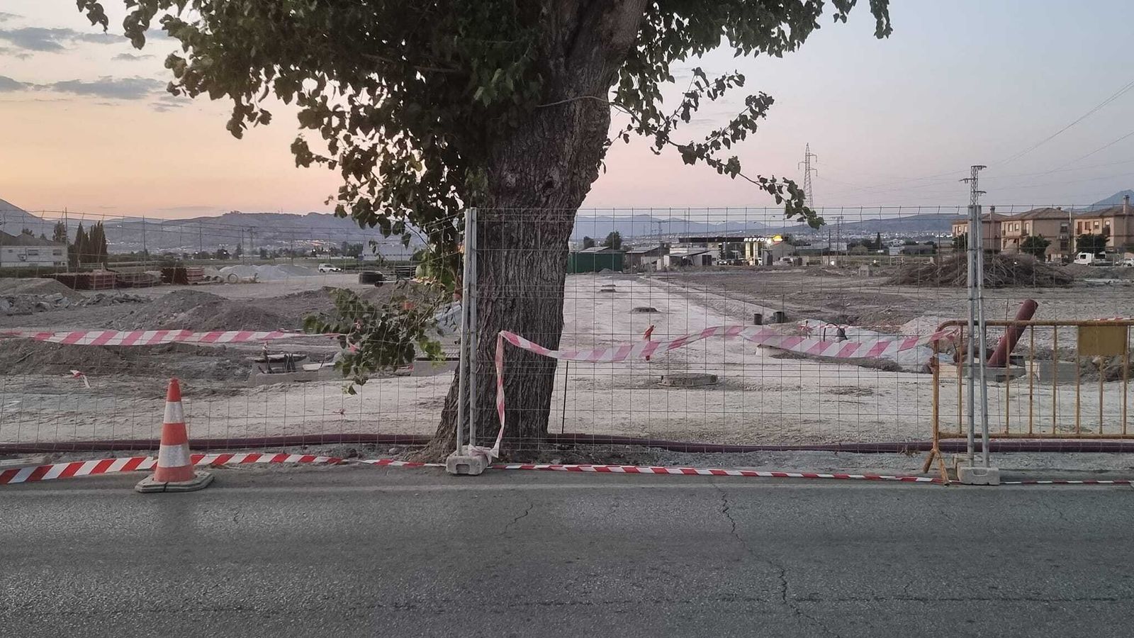 El árbol antes de tala