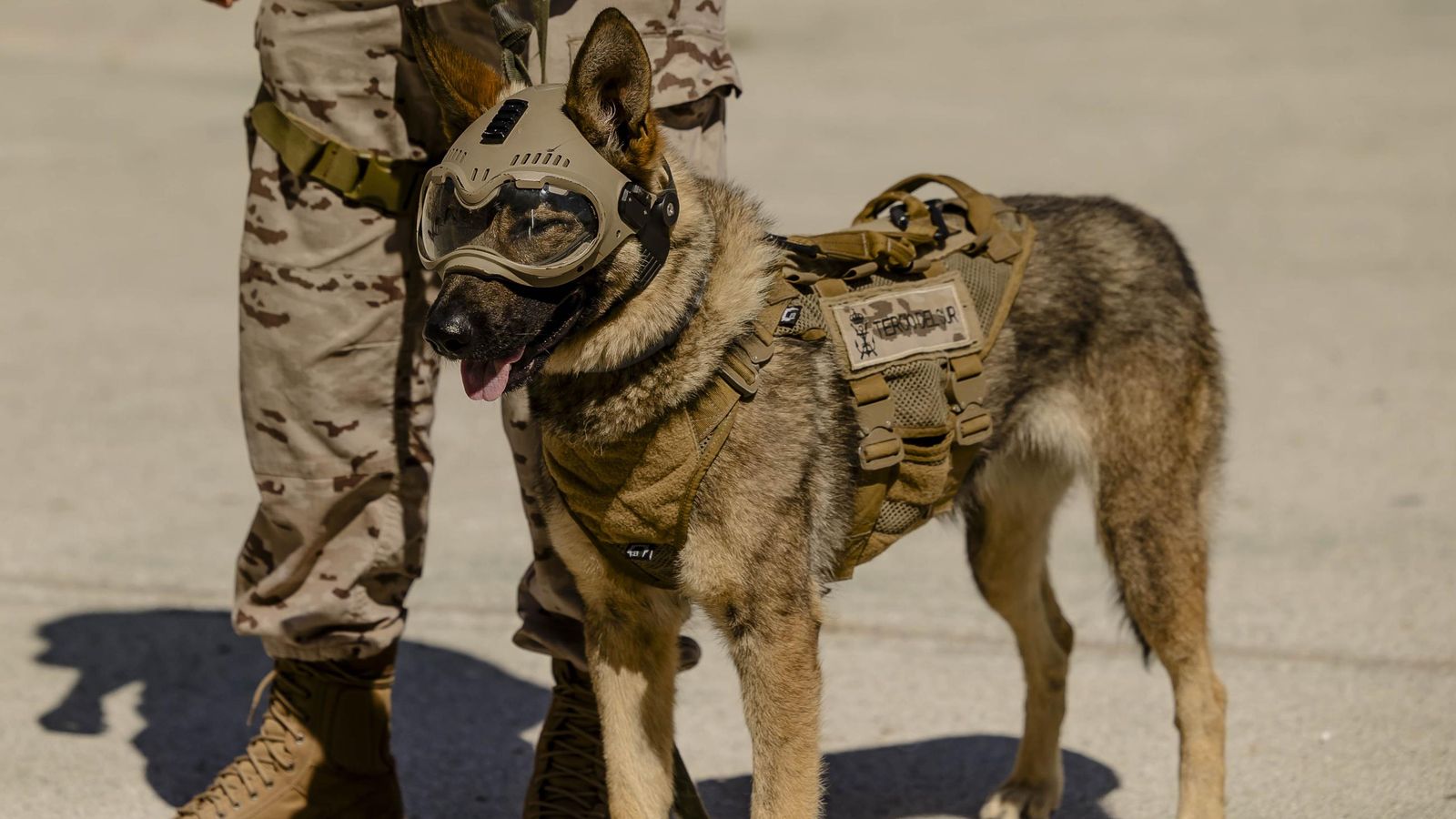 Uno de los perros de las unidades caninas, ataviado con equipación especial.