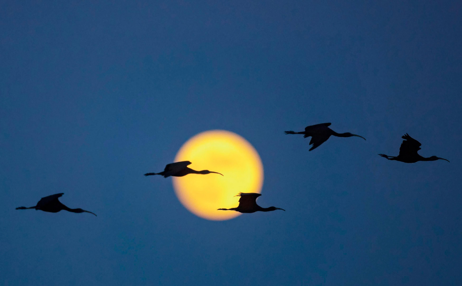 Doñana, imágenes de un mosaico de ecosistemas único