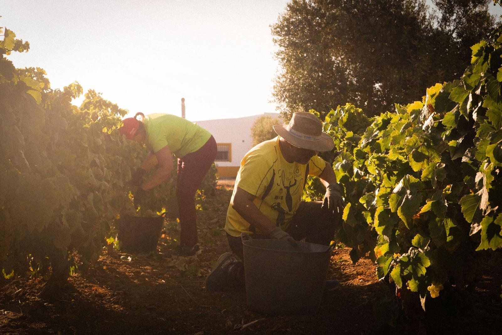 Recolección de la uva en viñedos de Chiclana.