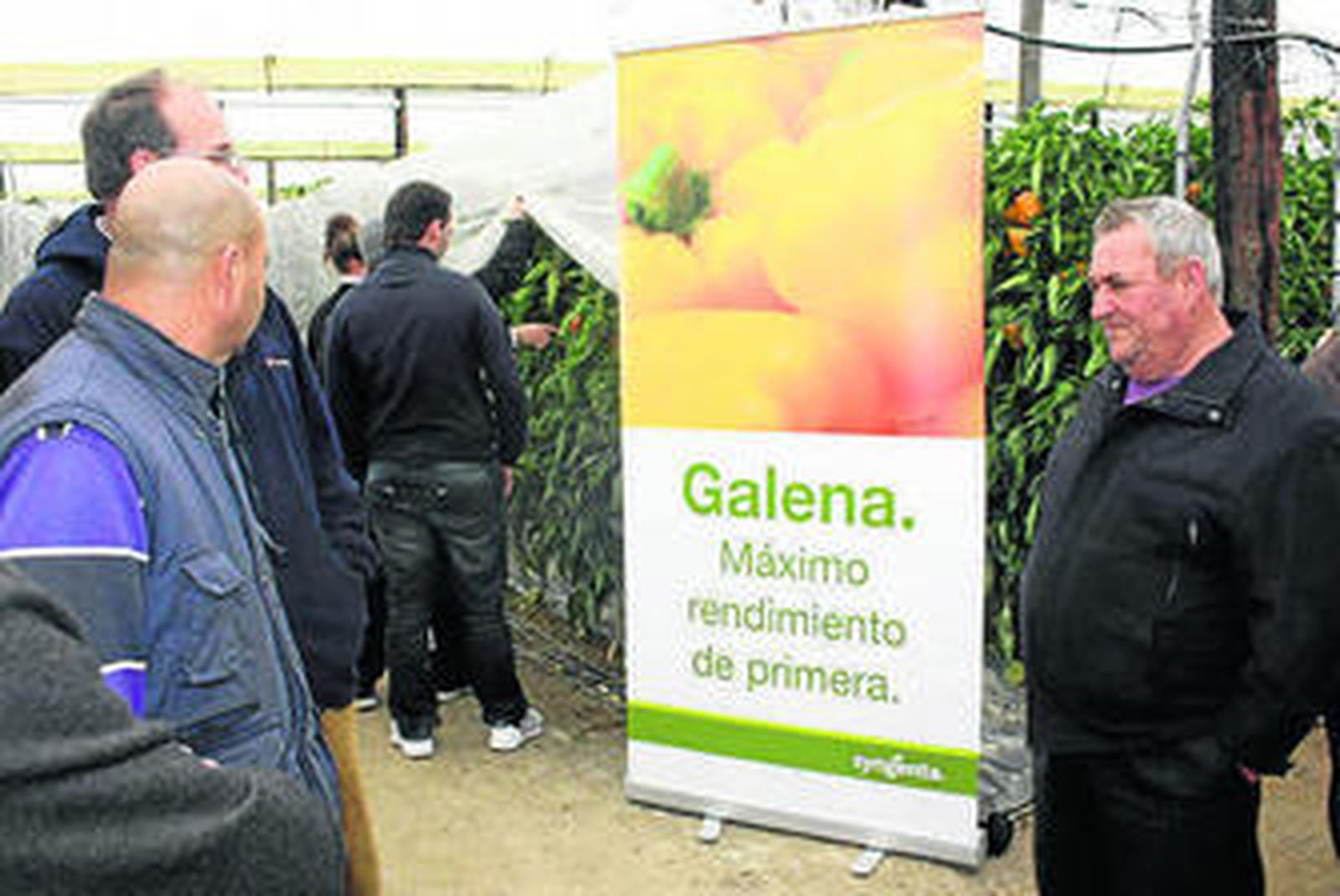 Syngenta mostró sus variedades de California Bily, Galena, Güainos y Gallega.