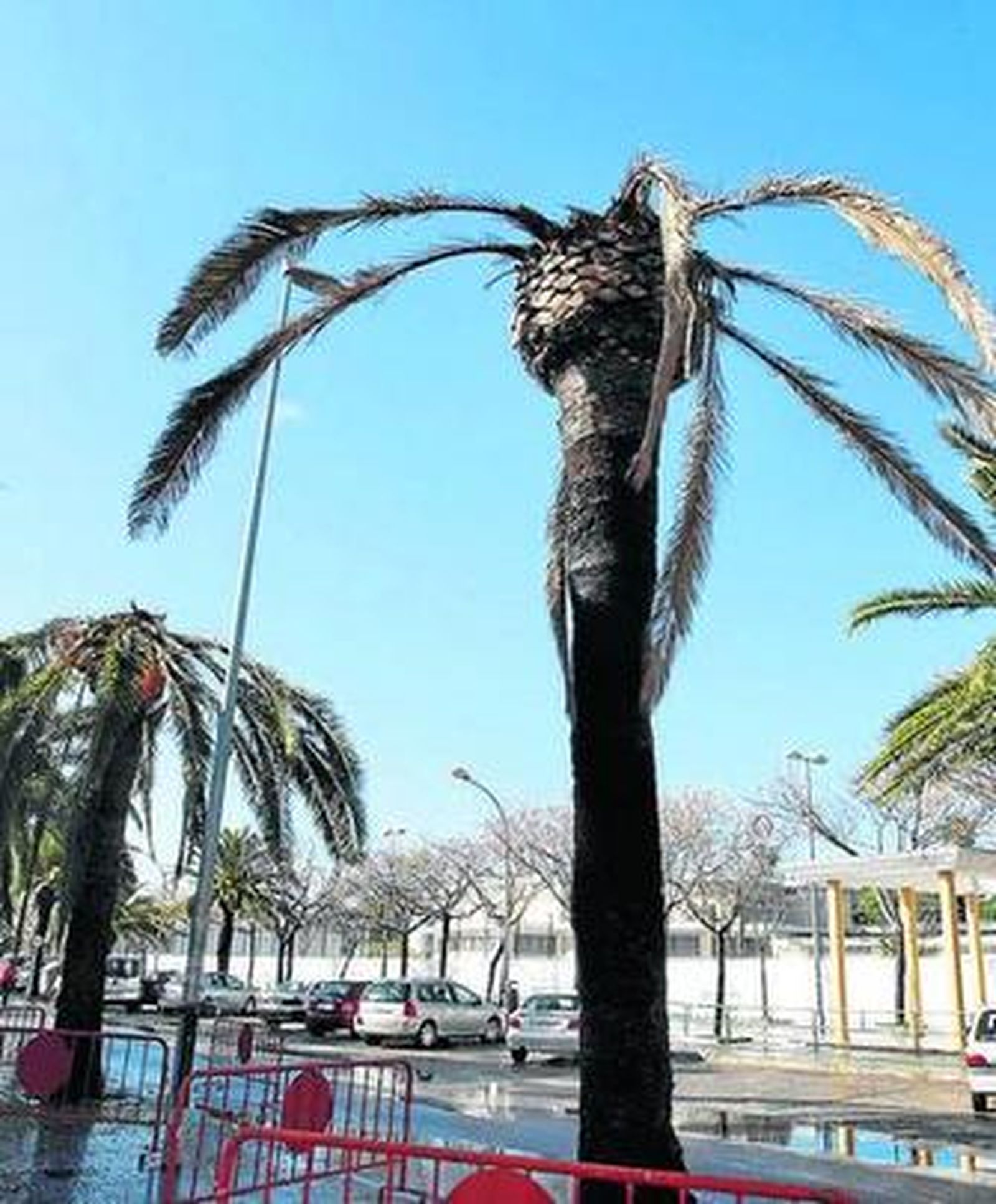 Imagen de una de las palmeras afectadas por el picudo rojo.