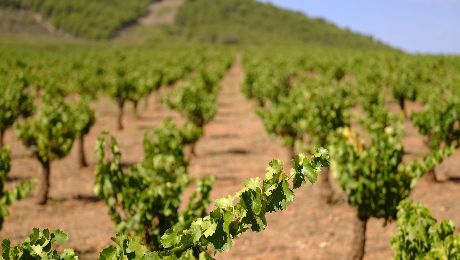 La vendimia en la Bodega Cortijo del Cura de Laujar, en imágenes