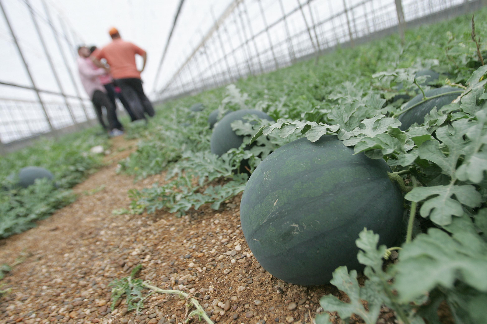 En el 'mar de plástico' es donde más cotizantes extranjeros se pueden encontrar.