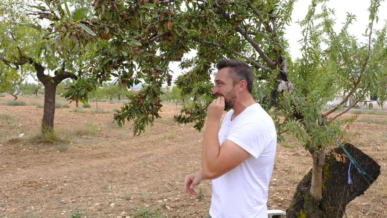 Imágenes de la almendra ecológica de Chirivel