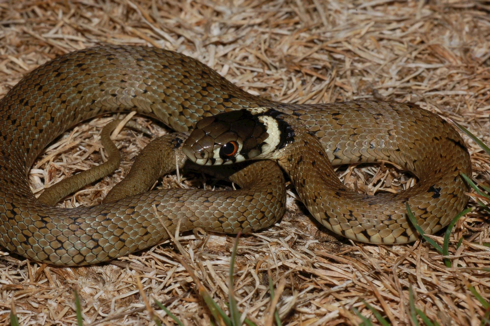 Culebra de collar juvenil. Requiere condiciones de humedad. Muchos la consideran la serpiente más bonita de Europa, con unos ojos grandes y de iris rojizo. La mayoría no supera los 80 centímetros.