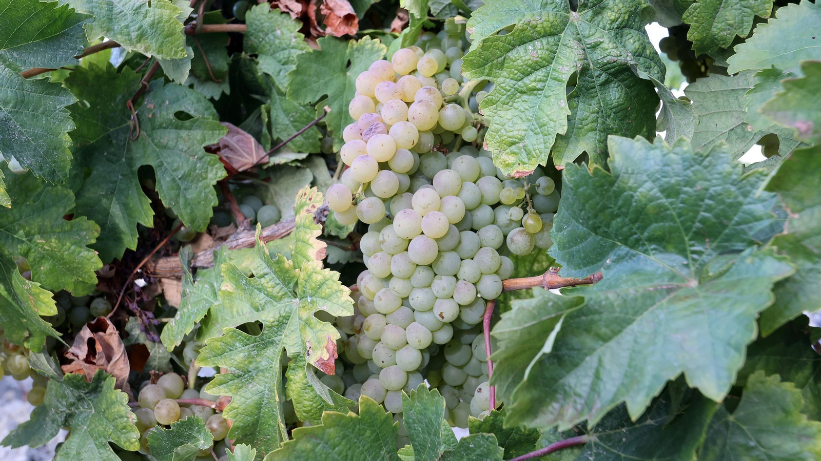 Vendimia de Cayetano del Pino en Jerez