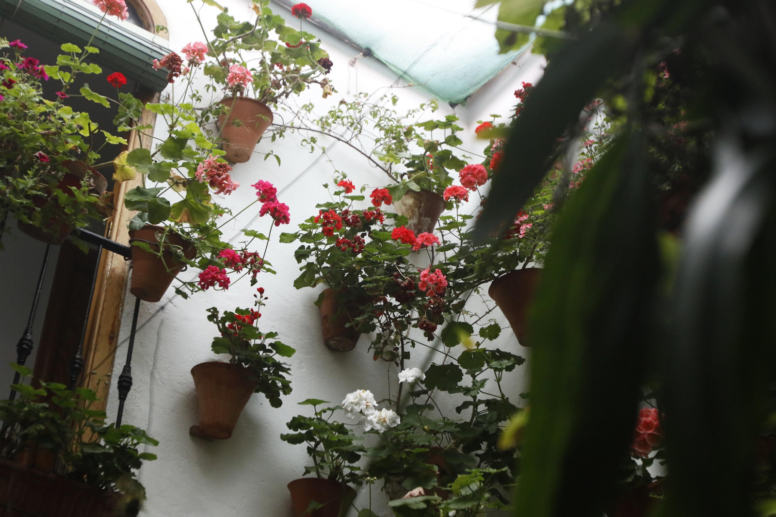 Los Patios de Córdoba en tiempos de crisis: Alfonso XII, 29