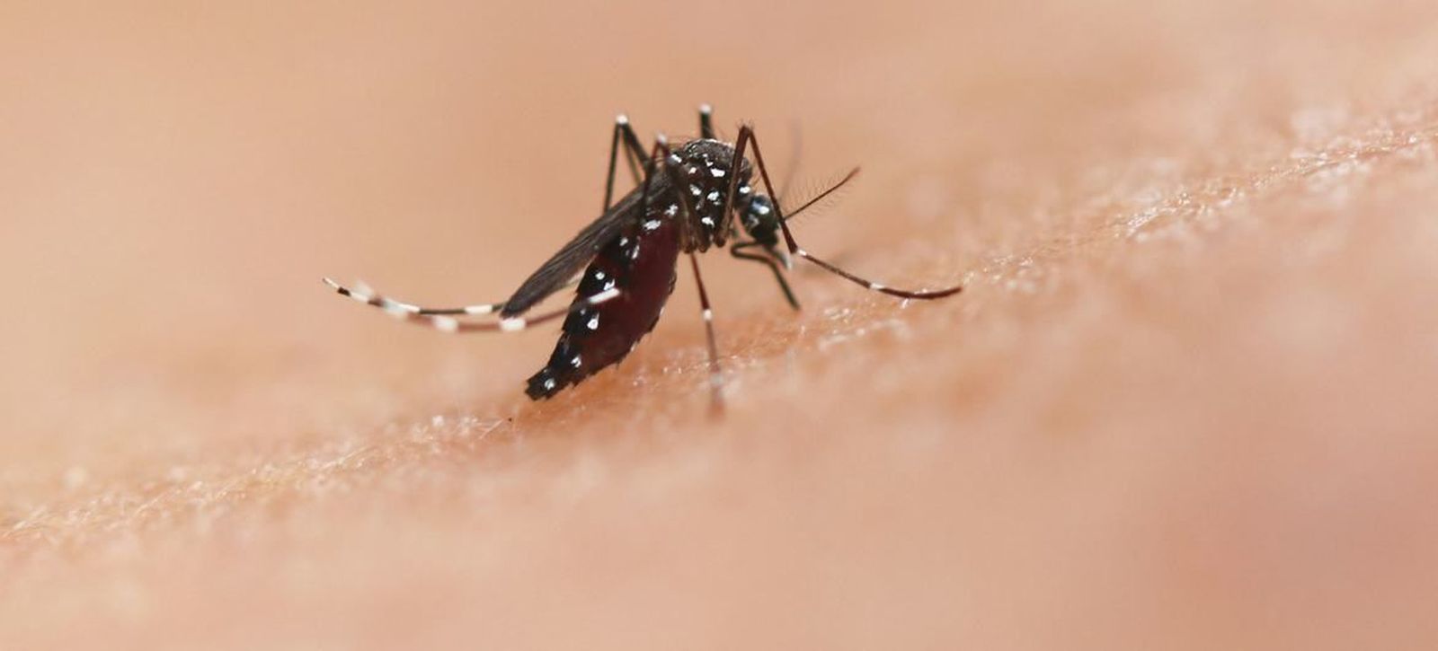 El mosquito tigre puede transmitir el virus chikungunya