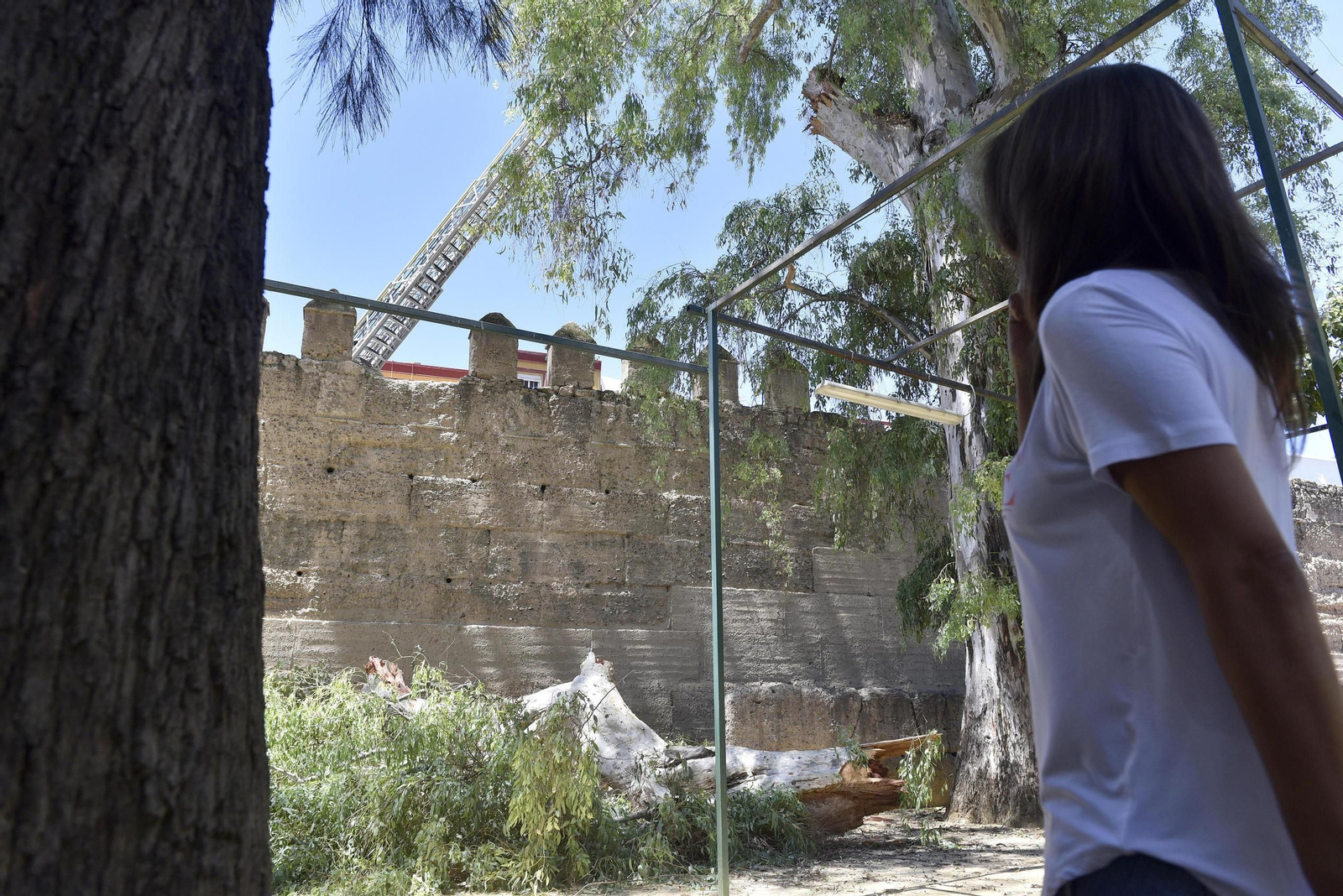 La concejal del PP Evelia Rincón observa la nueva rama  caída sobre la muralla de la Macarena.