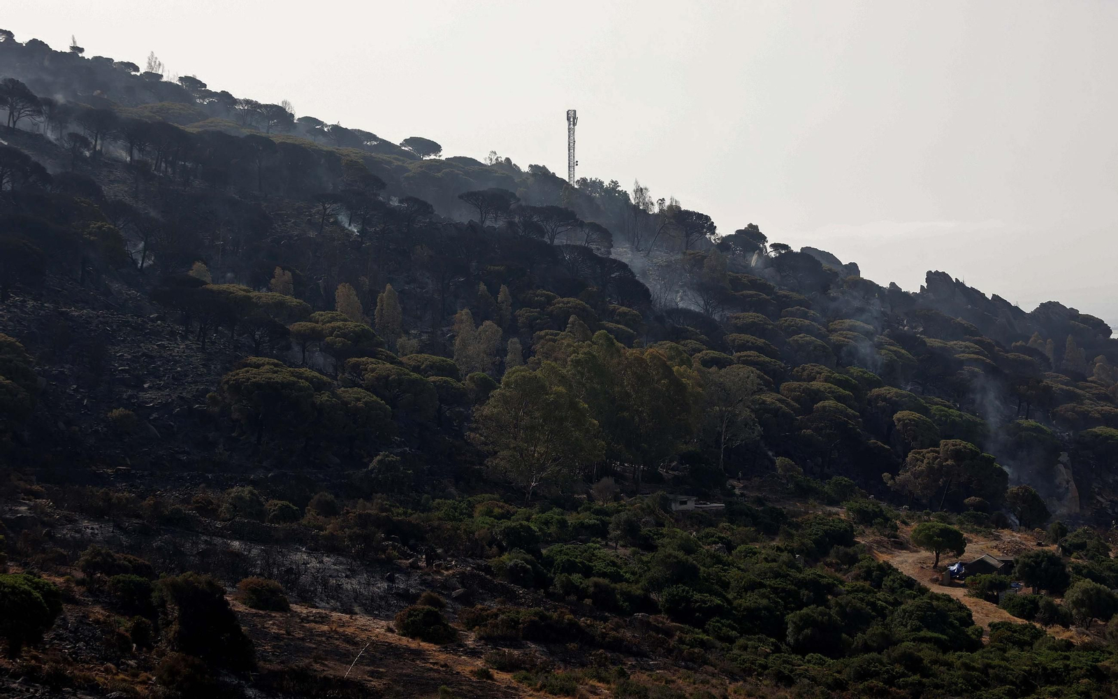 Fotos de los efectos del incendio en el monte de La Peña en Tarifa