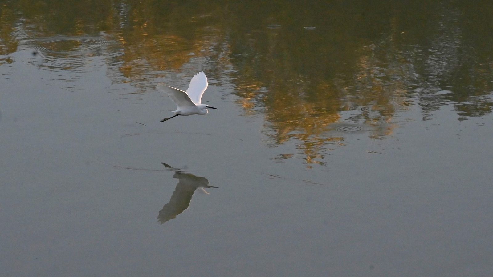 Aves acuáticas en el Guadalquivir.