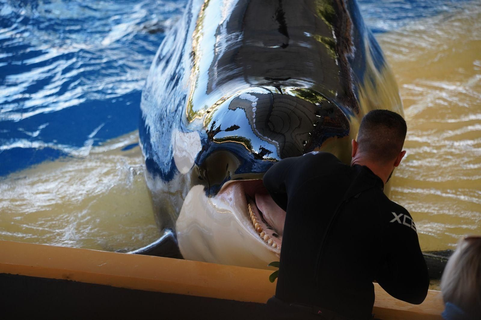 Una orca en un recinto acuático.