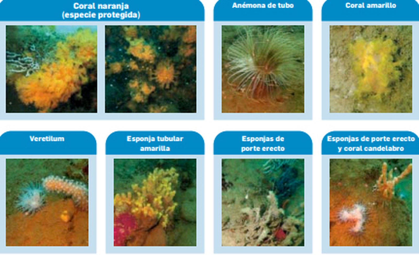 Algunos de los ejemplares hallados.