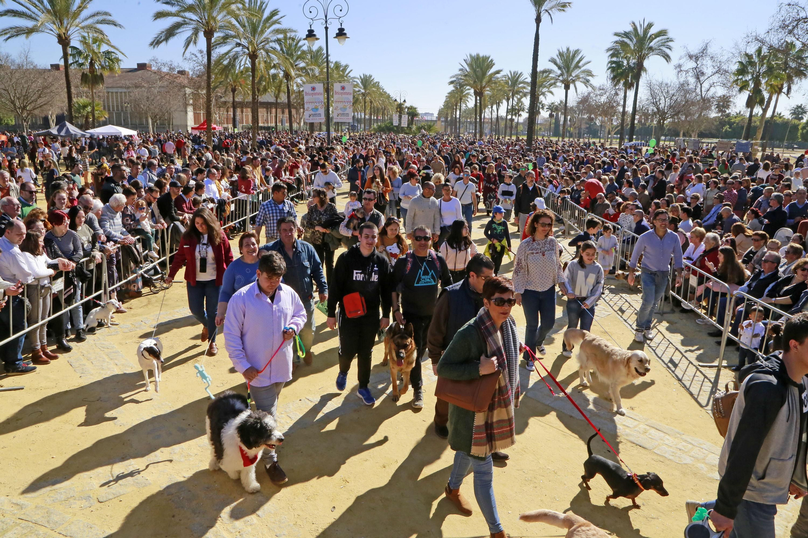 Imágenes de San Antón 2020 en Jerez