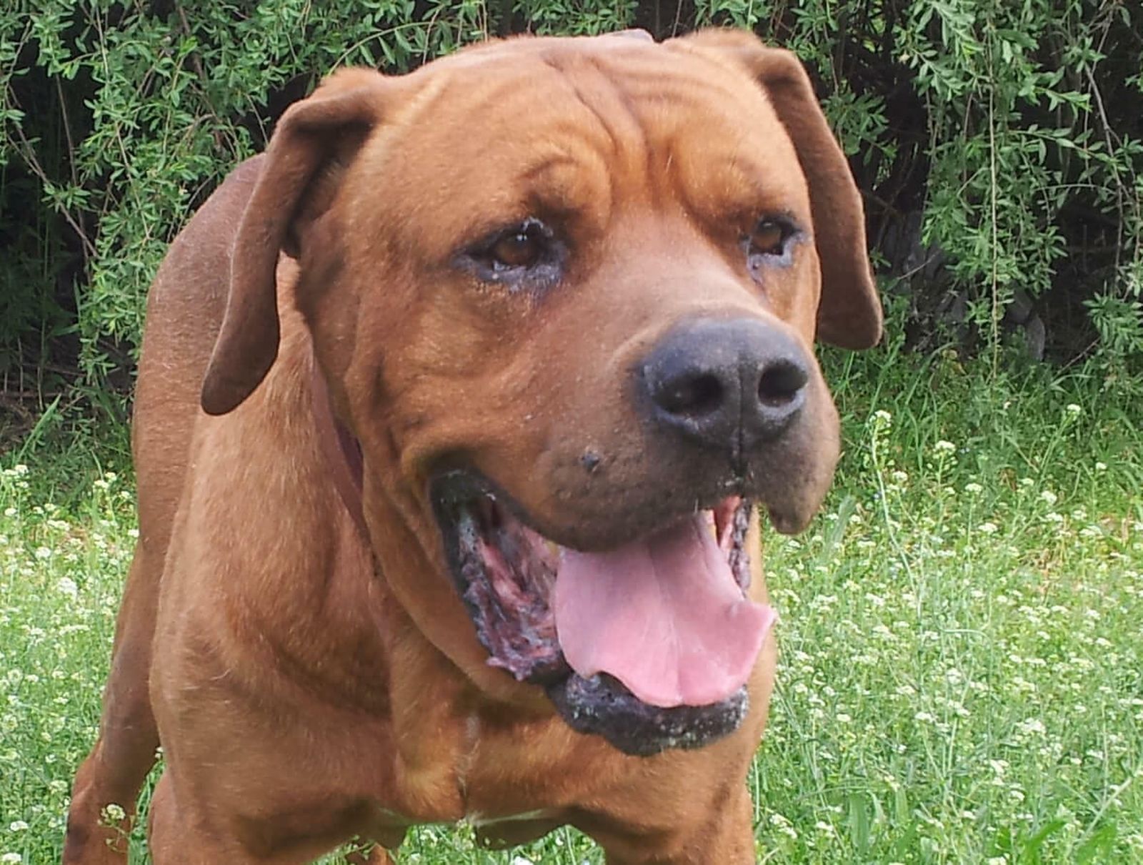 Hay nueve tipos de perros potencialmente peligrosos como el  Tosa Inu de la imagen.