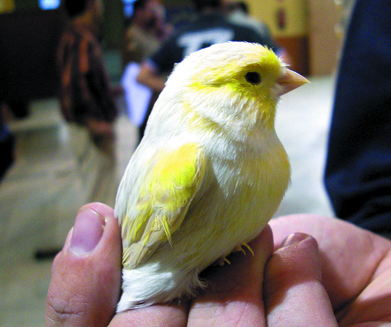 Cádiz acogerá el XXIV Congreso Español de Ornitología