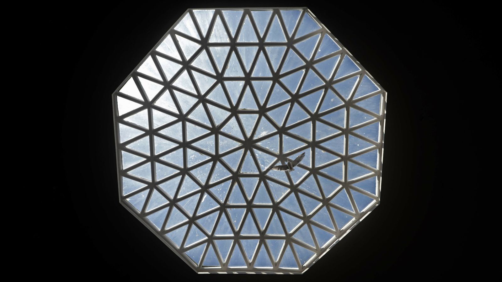 Una gaviota sobrevuela el interior del mercado Ingeniero Torroja.