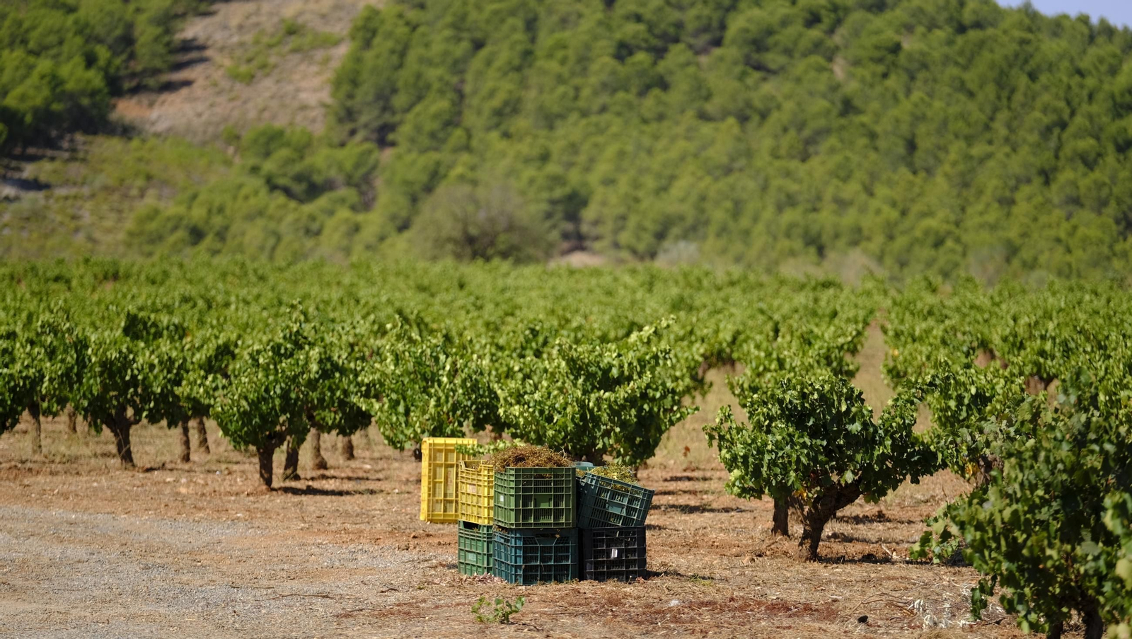 La vendimia en la Bodega Cortijo del Cura de Laujar, en imágenes