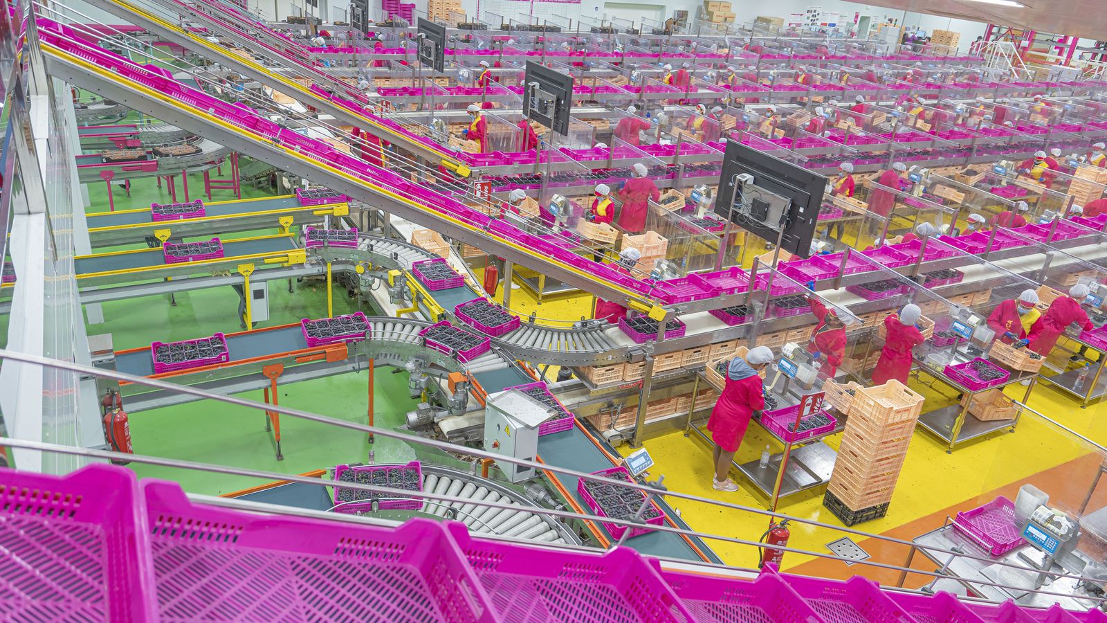 La empresa tiene seis centros de producción donde pueden llegar a trabajar hasta 800.000 kg al día de esta fruta.