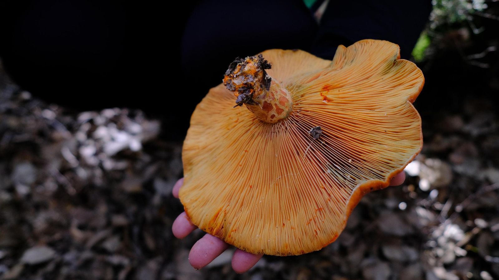 Una especie de seta.