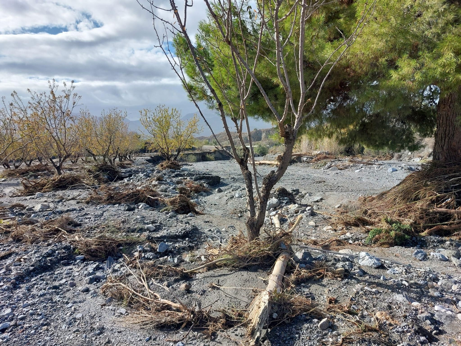 Así ha quedado parte de la finca de Andrés.
