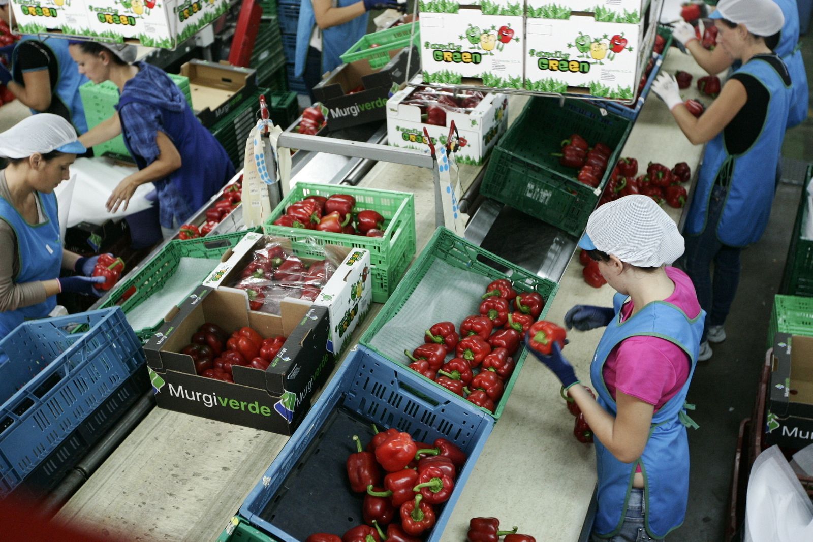El agro almeriense no ha sido capaz en 2017 de mejorar los datos de paro del cierre de 2016, según la EPA.