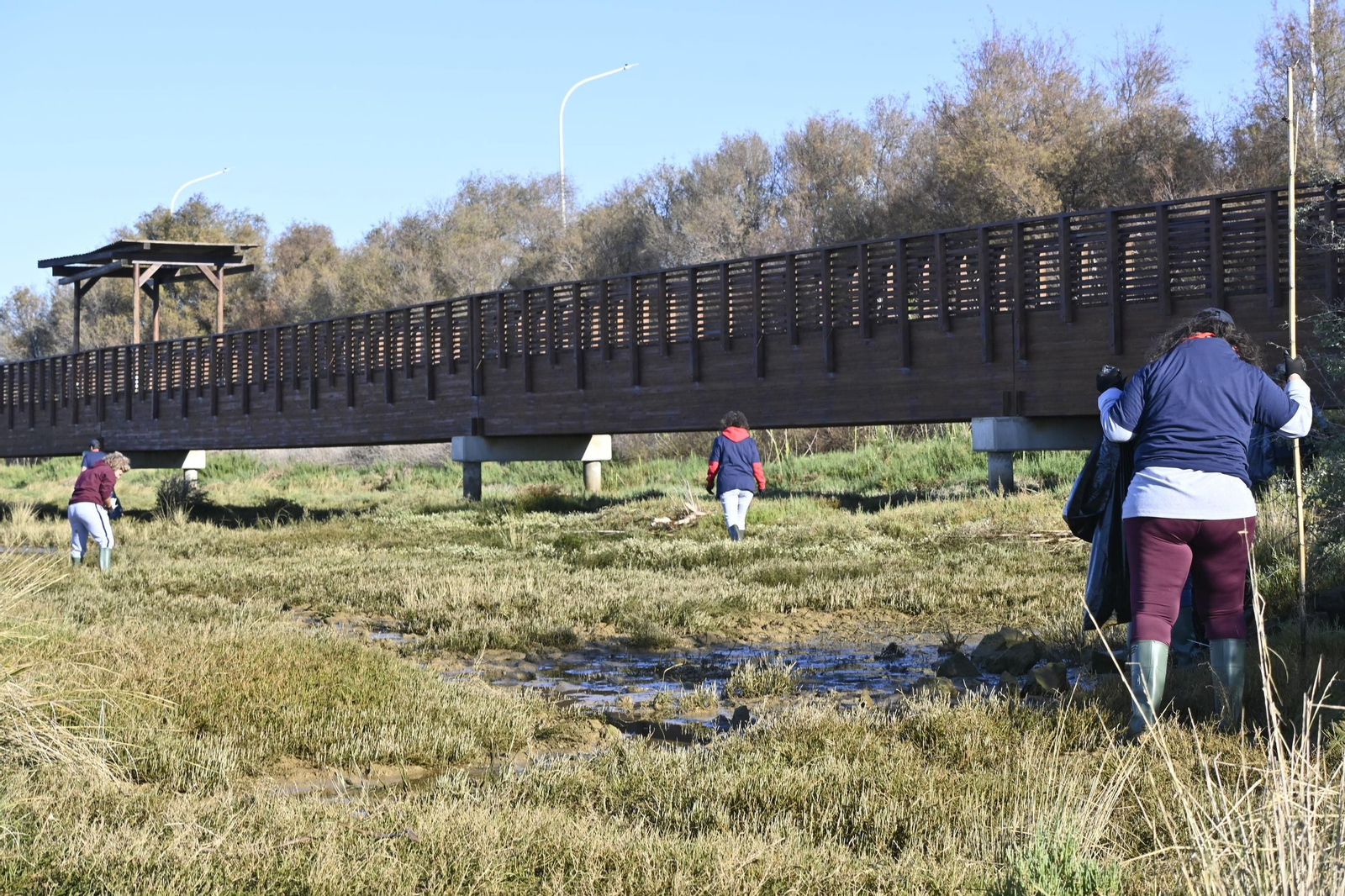 Plantación de la especie autóctona Espartina Marítima en imágenes