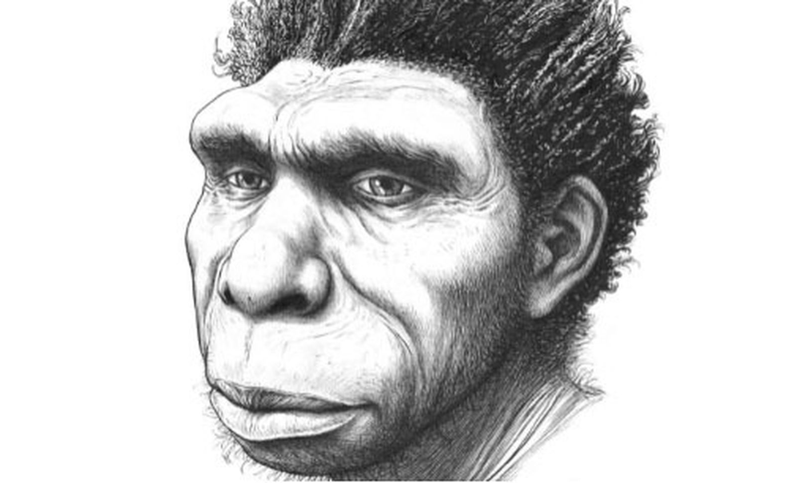 El 'Homo bodoensis'