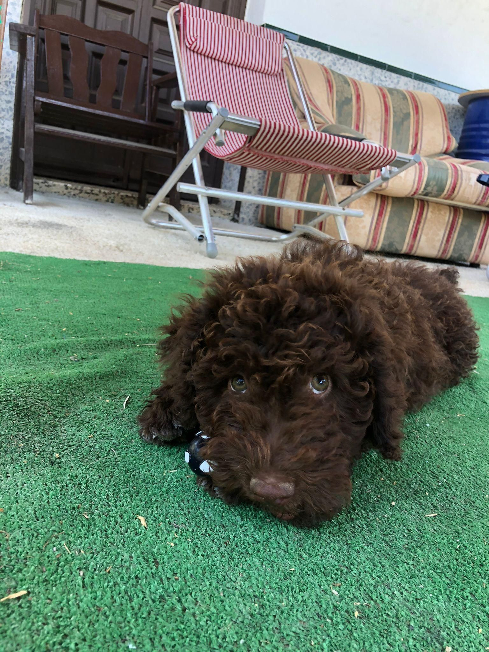 Un perro de agua sustraído a Ana Rocío López.
