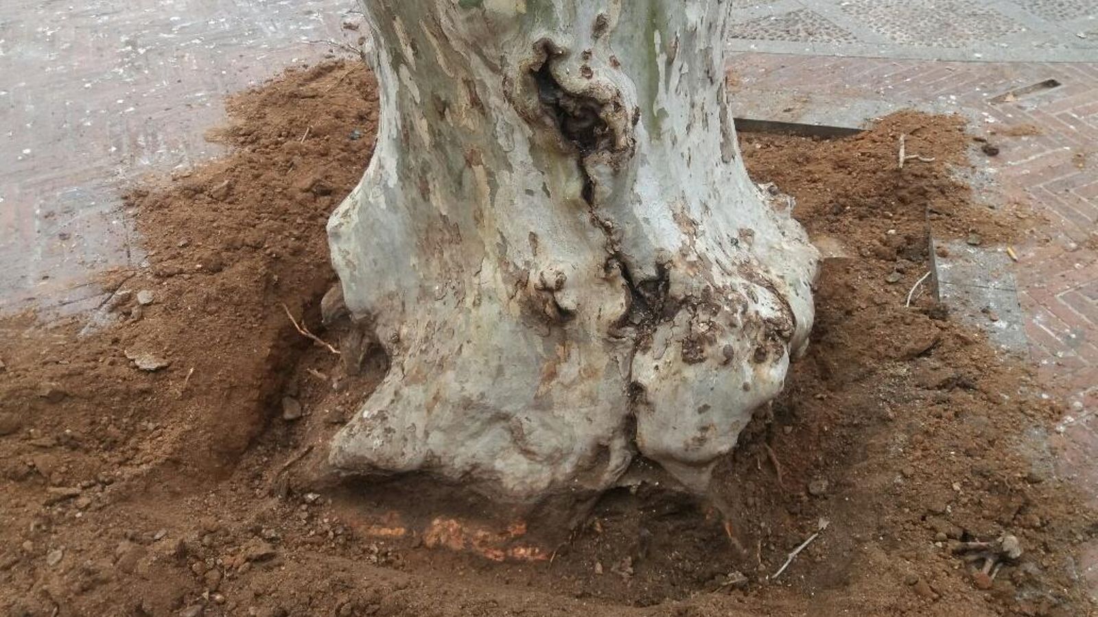 Comprobaciones realizadas a los árboles.