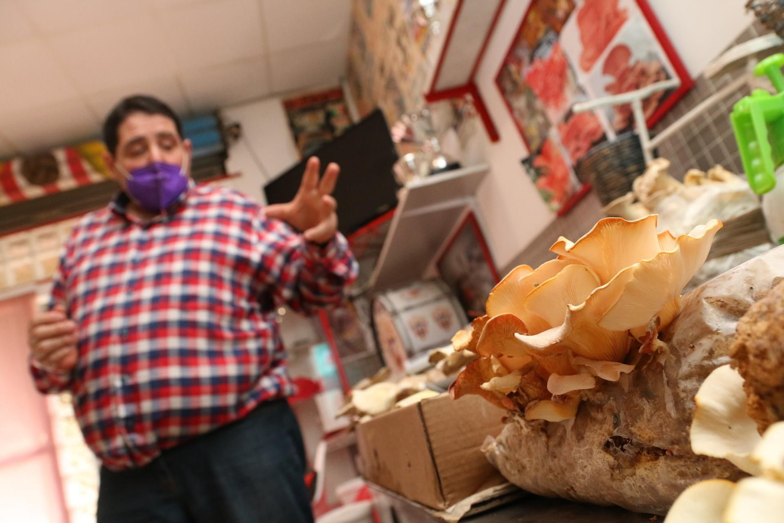 Fotogalería del Reino de las Setas