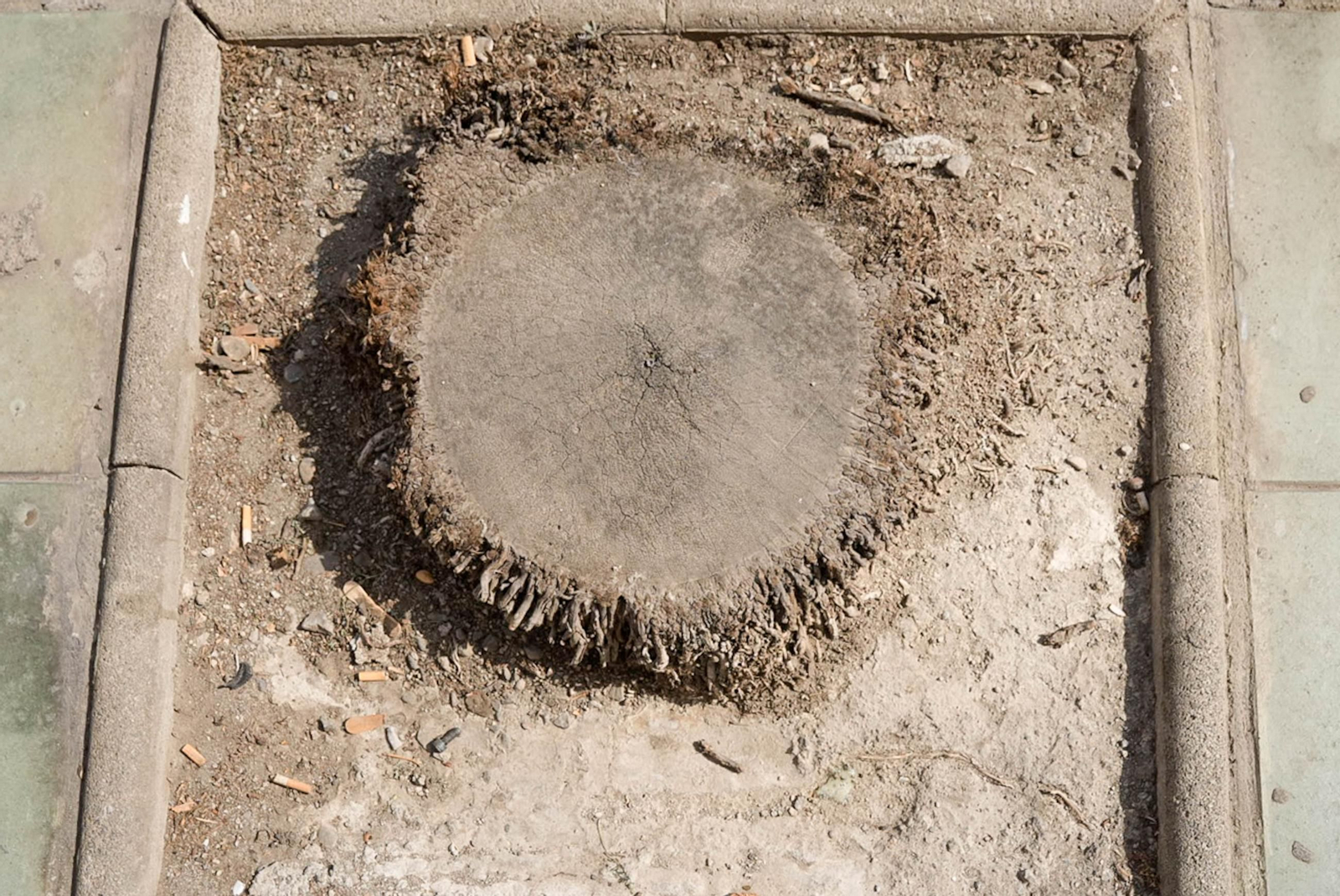 Completan la tala de palmeras de la avenida Cabo de Gata