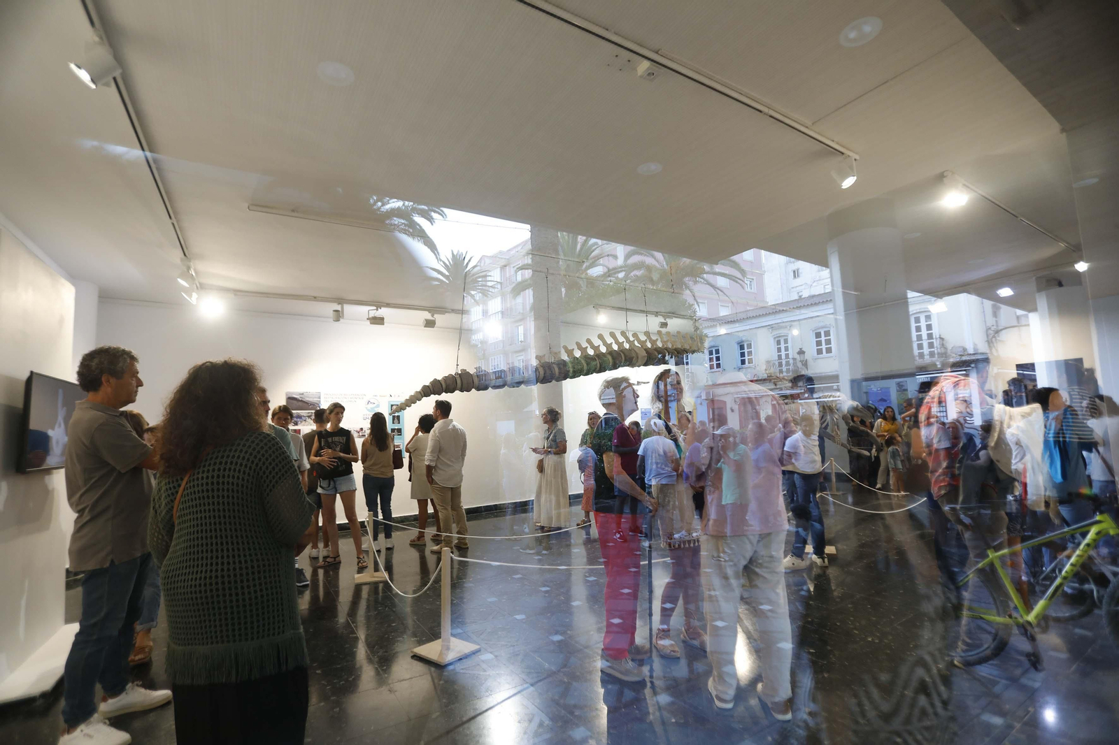 Fotos de la exposición del esqueleto de la ballena Galadriel