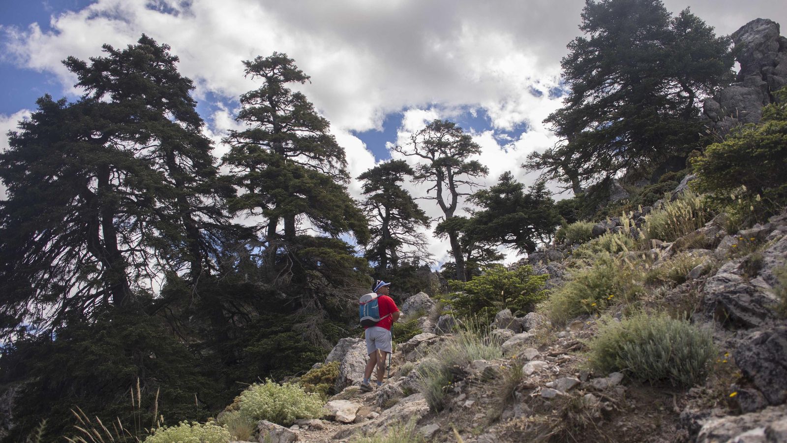 Pinsapos del Parque Nacional Sierra de las Nieves Pinsapos del Parque Nacional Sierra de las Nieves