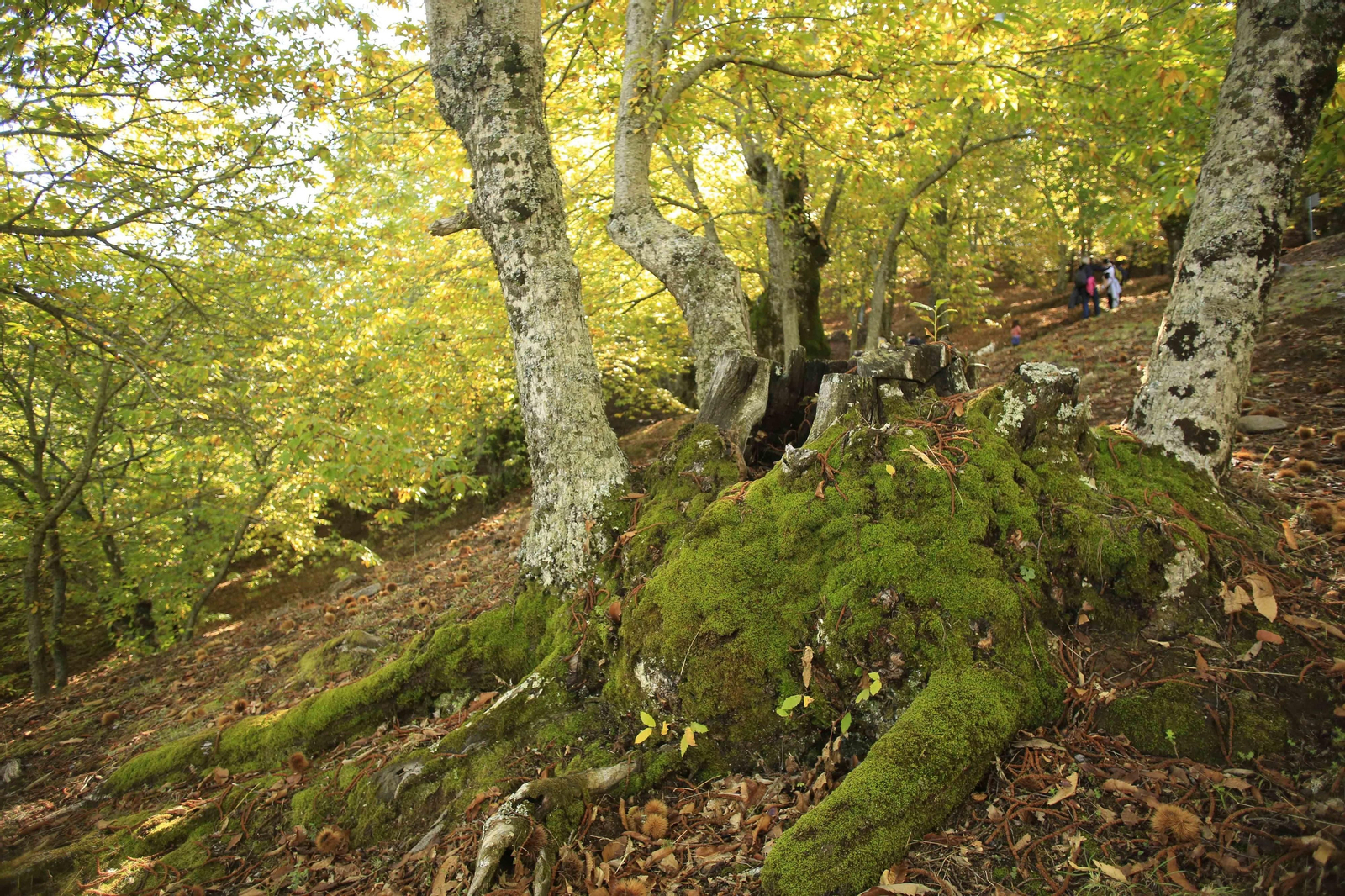 El Bosque de Cobre en el primer otoño de la pandemia