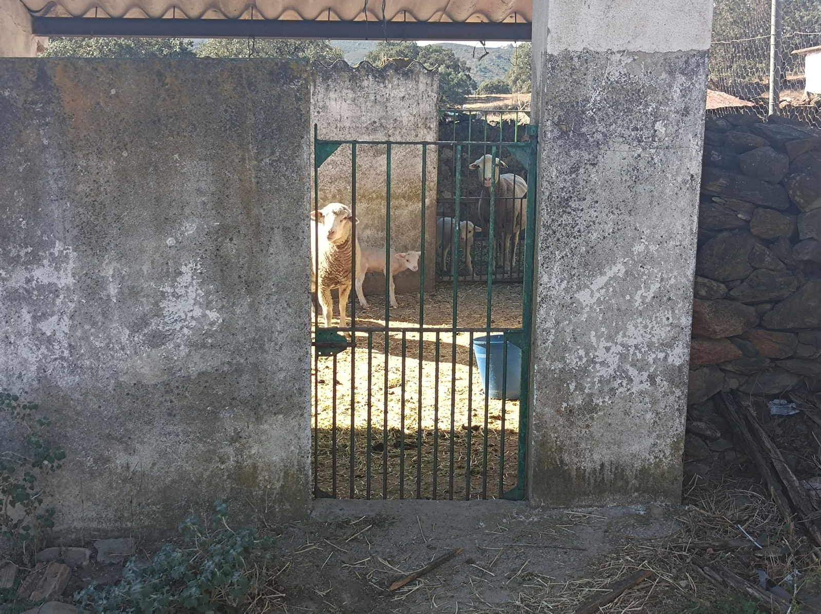 No llegamos a entrar en Juan Antón, lo dejaremos a un lado. Sí veremos alguna granja.