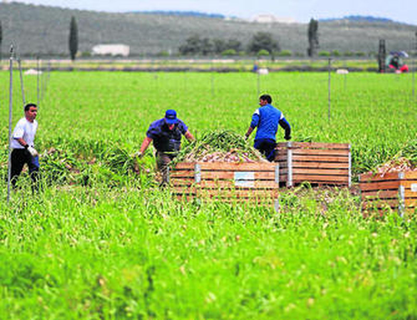 Trabajadores en la recogida del ajo esta semana en la vega de Antequera.